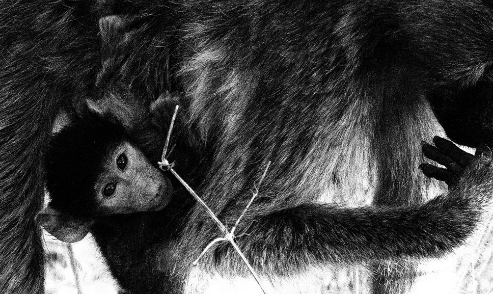 Baboon 3
