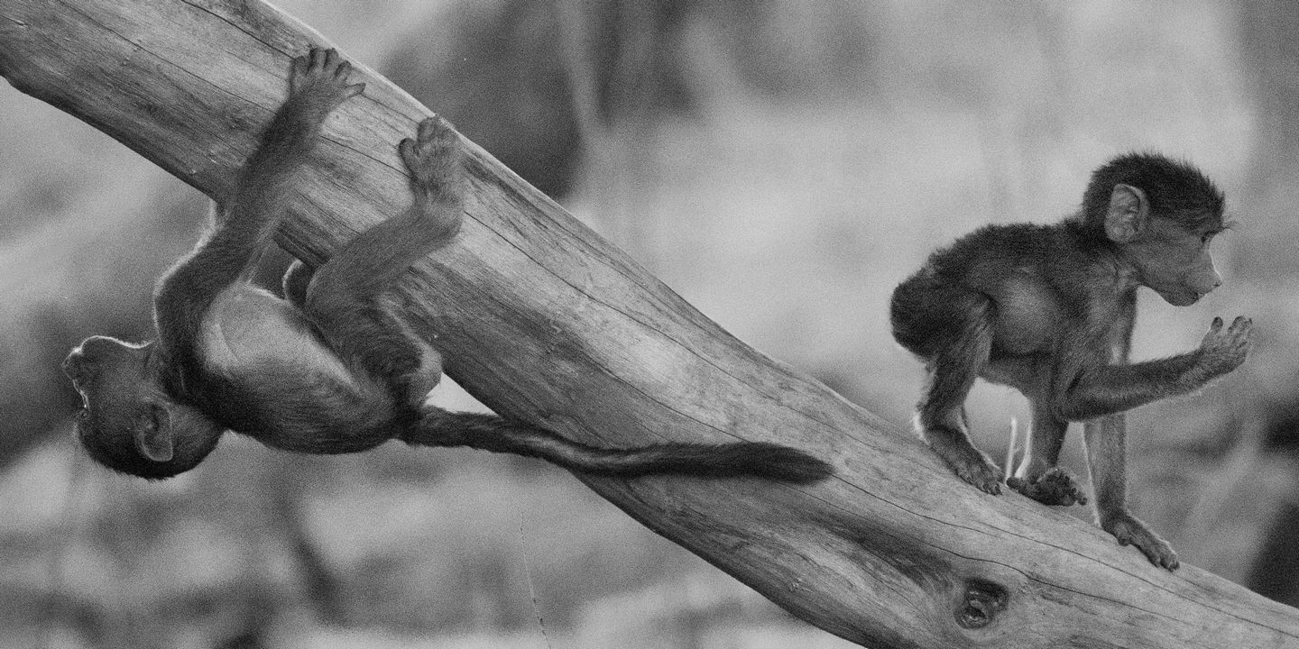 Baboons 7