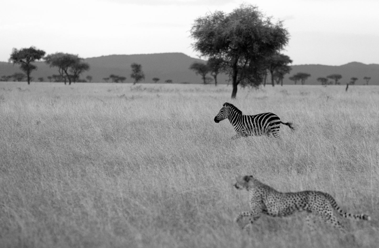 Cheetah-zebra