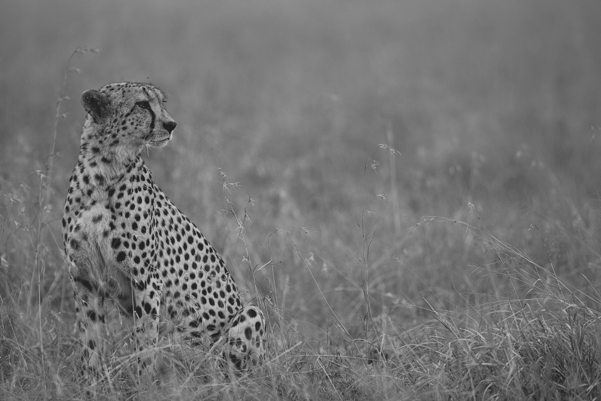 Cheetah 13