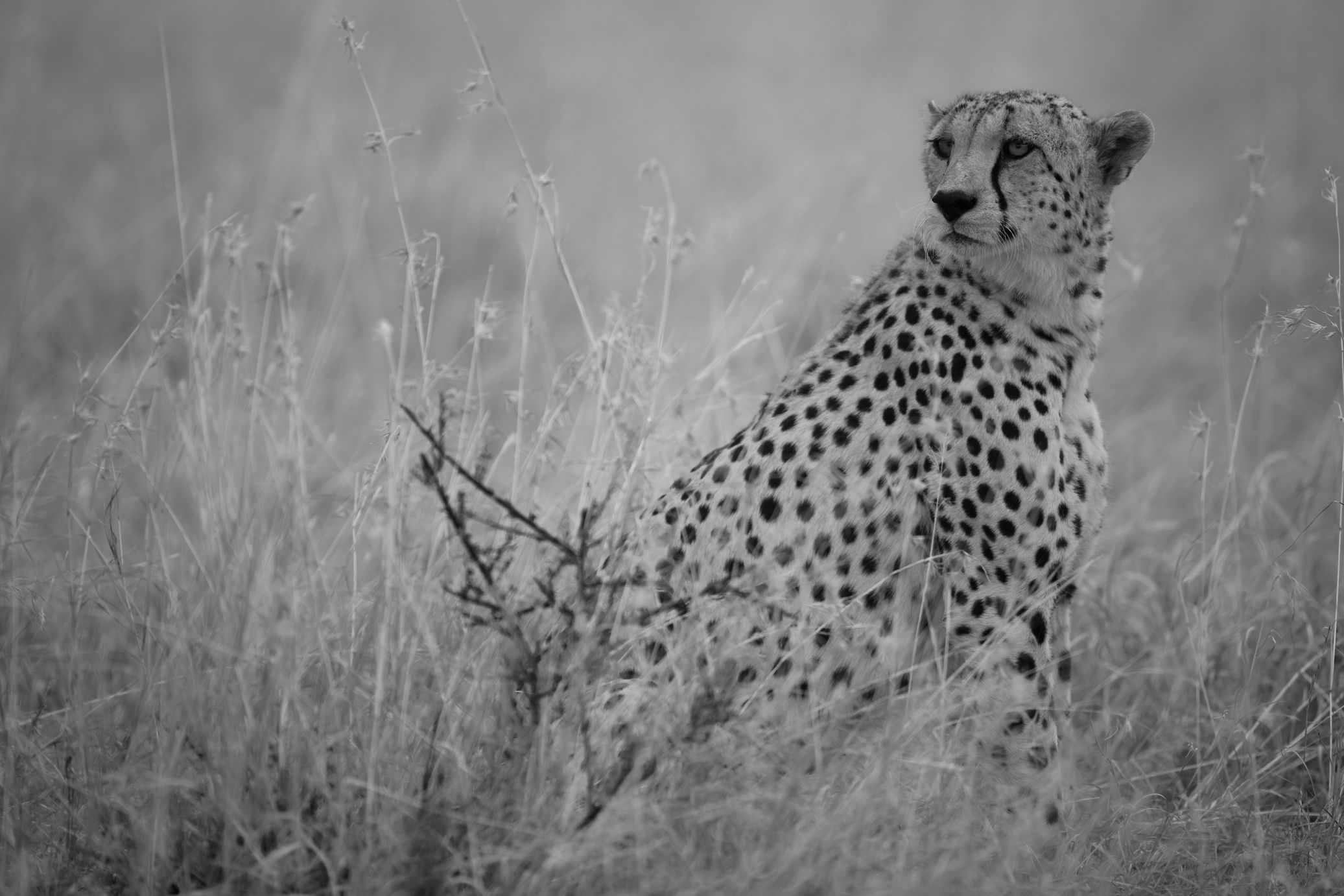 Cheetah 14