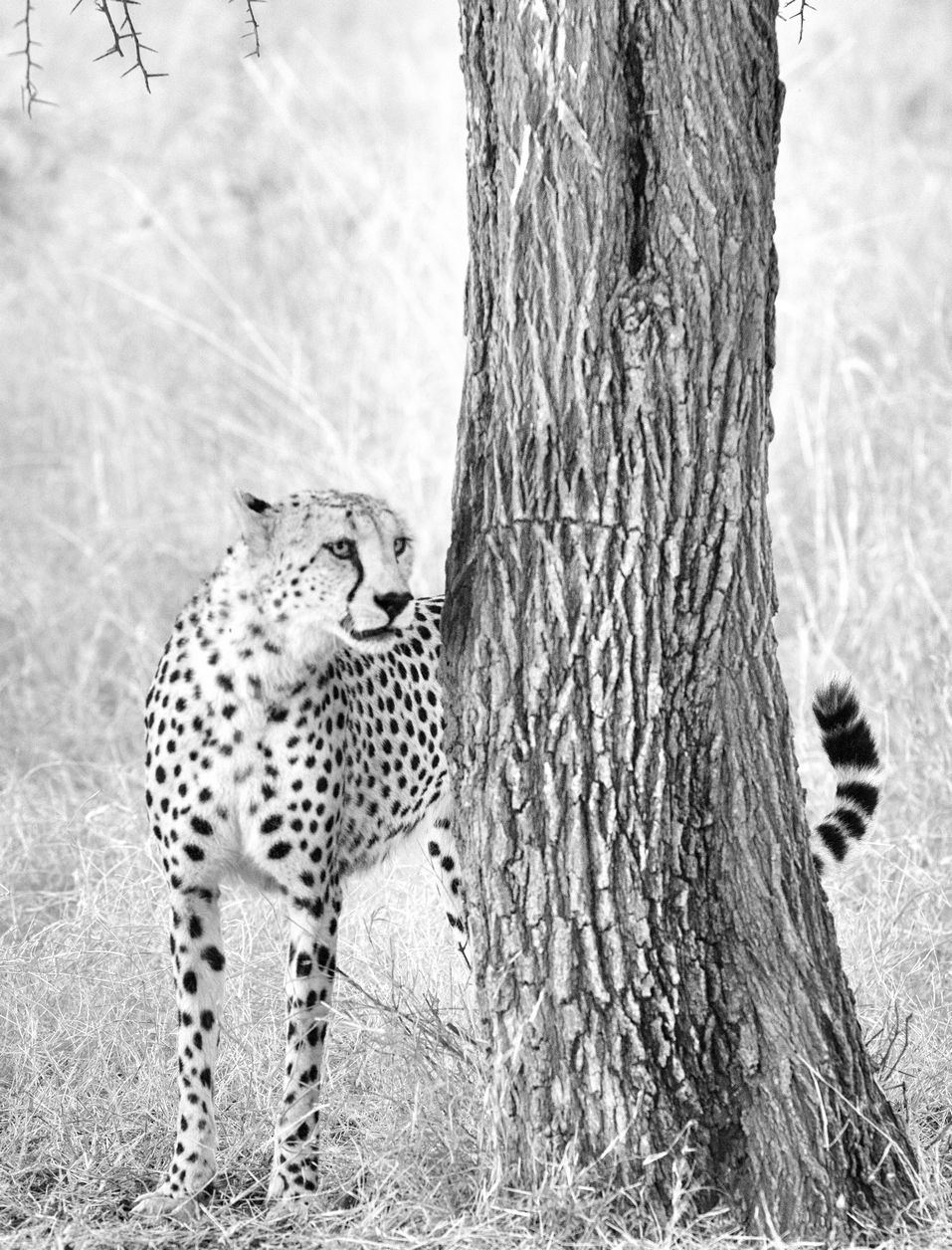 Cheetah 8