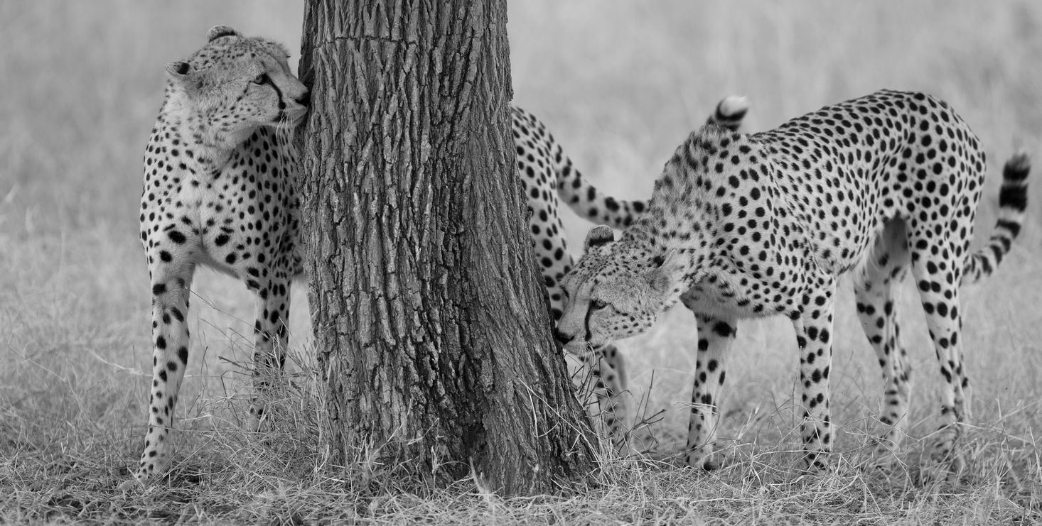 Cheetahs 10