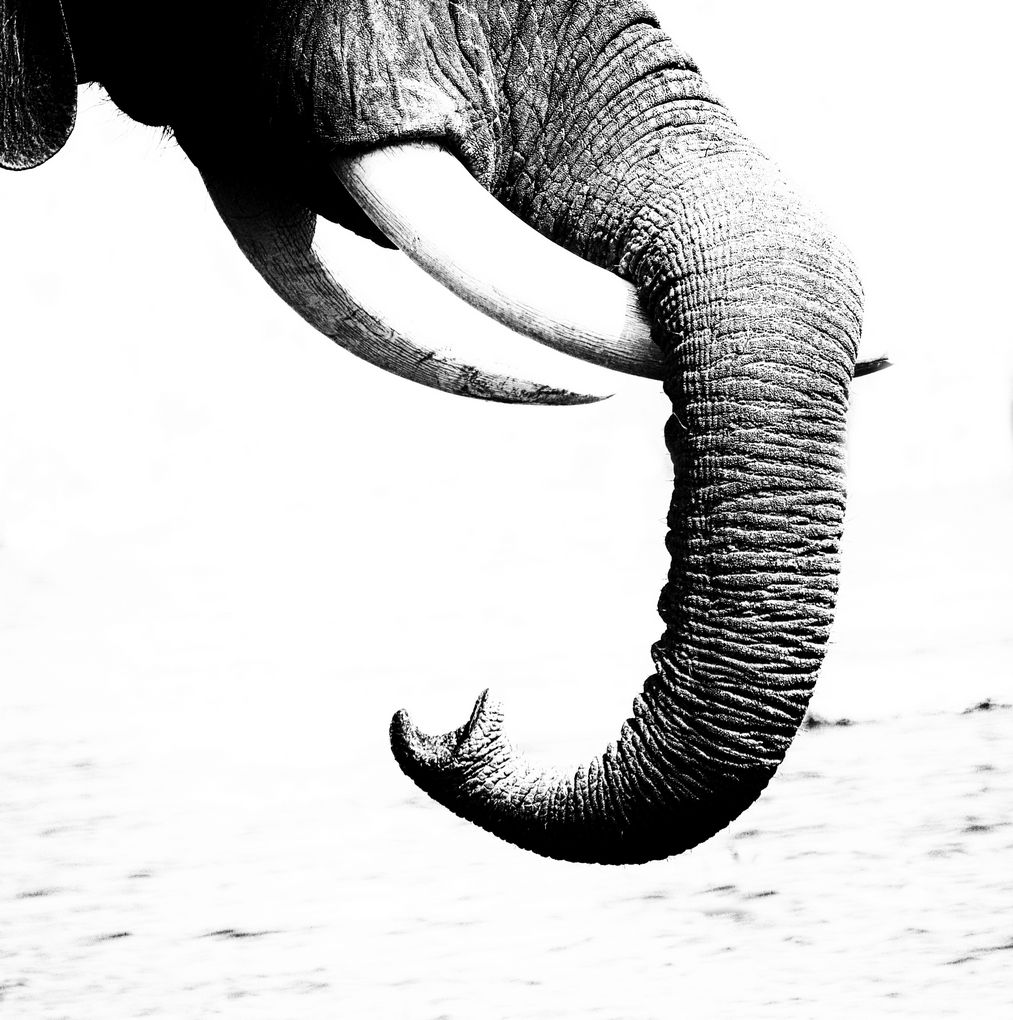 Elephant 14