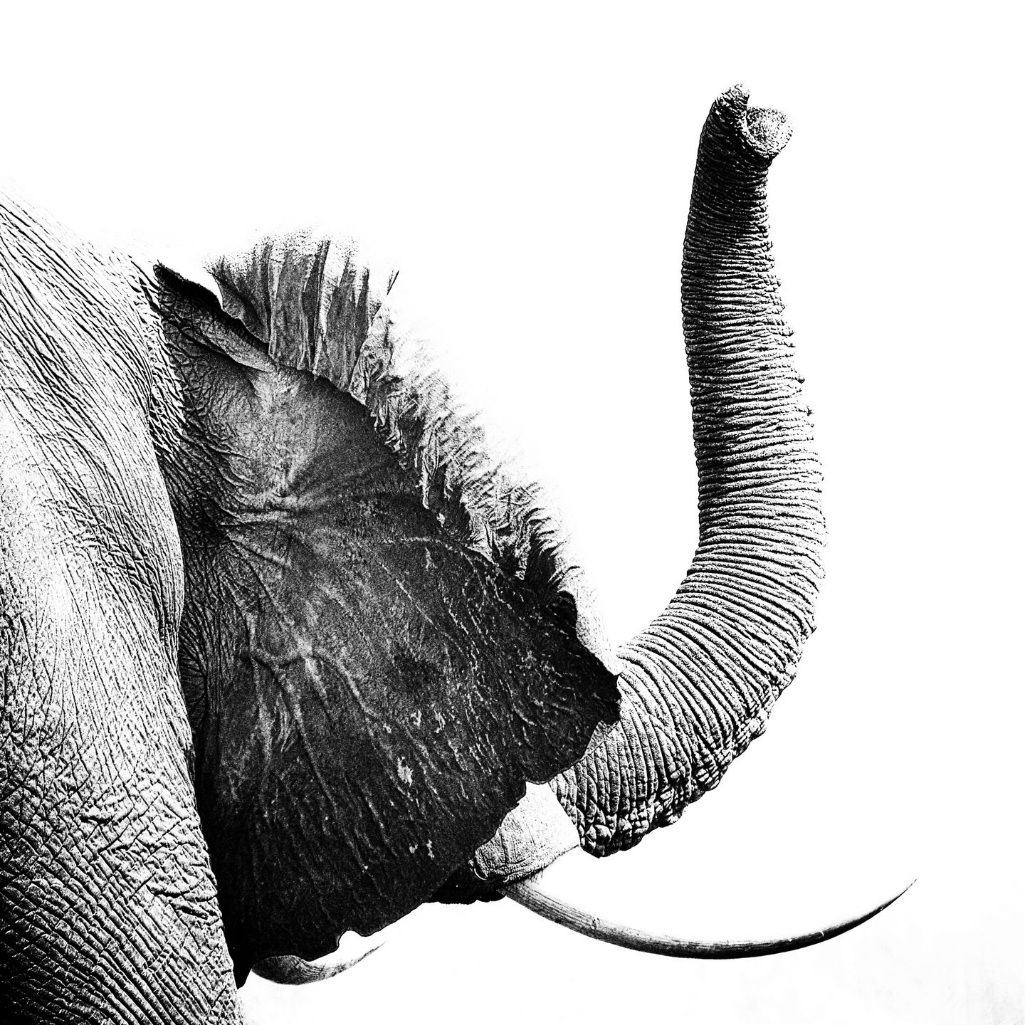 Elephant 22