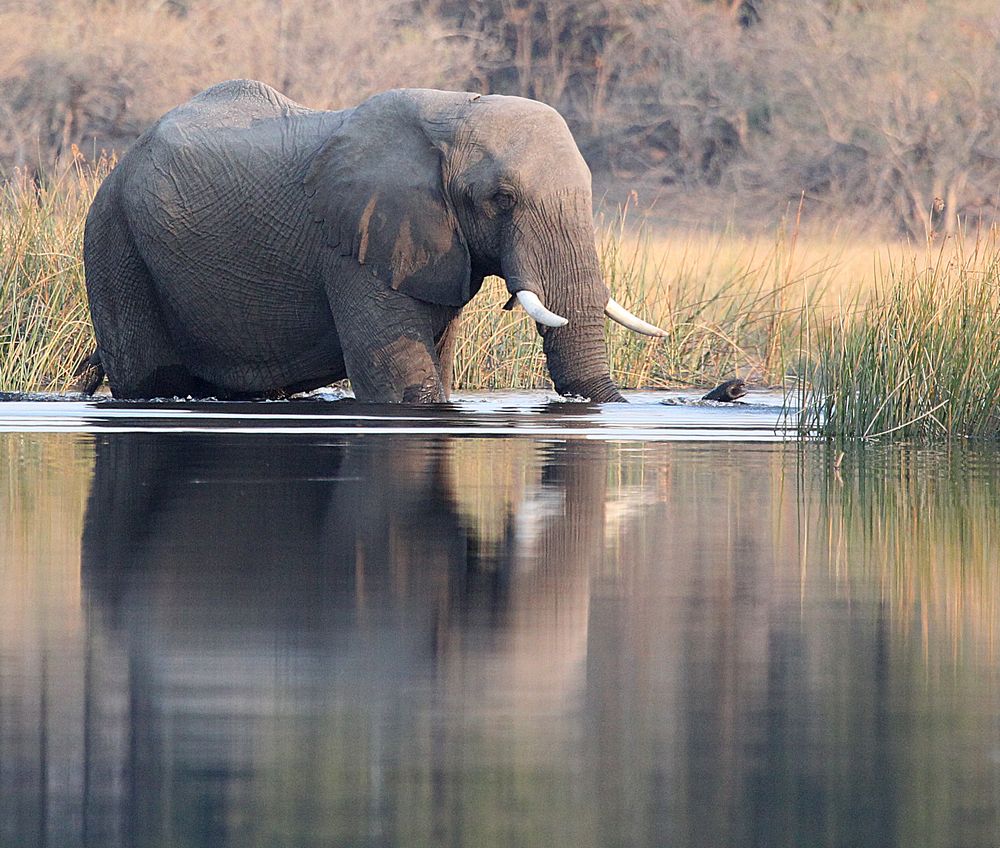 Elephant 8