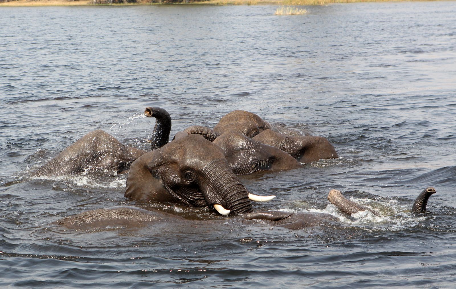 Elephants in the lagoon 1