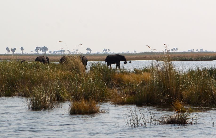 Elephants in the lagoon 3