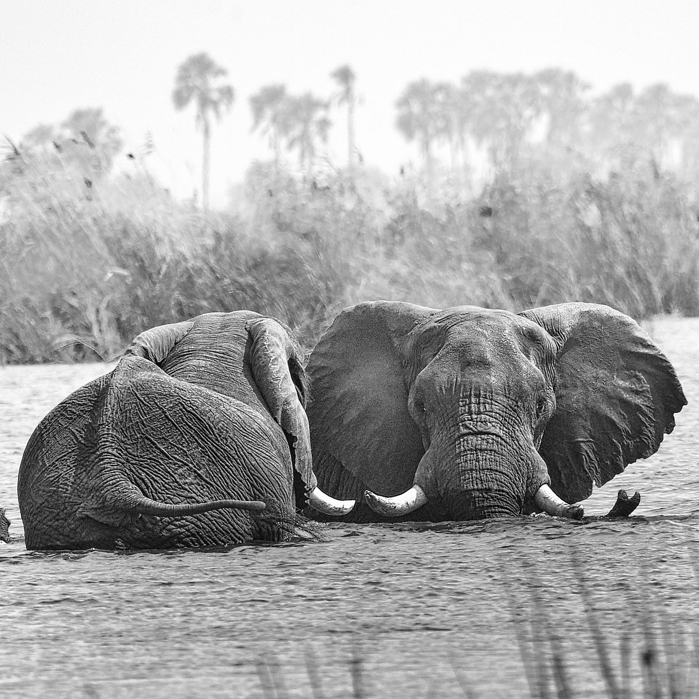 Elephants in the lagoon 5