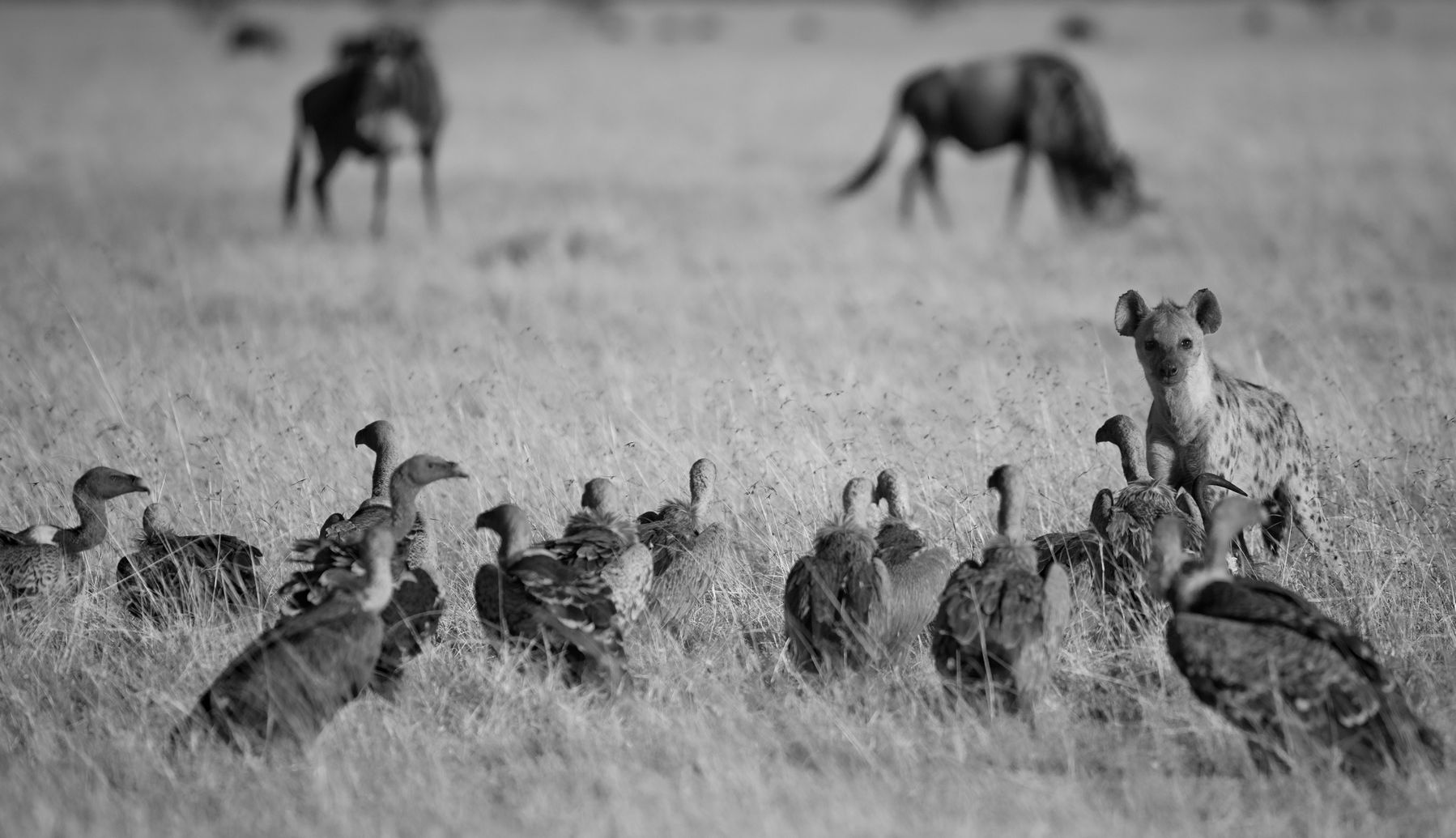 Hyena-vultures