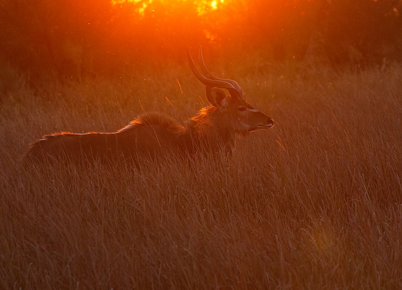 Kudu 1