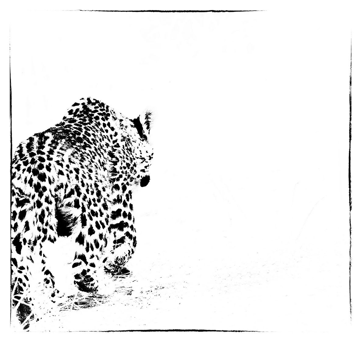 Leopard cub 2