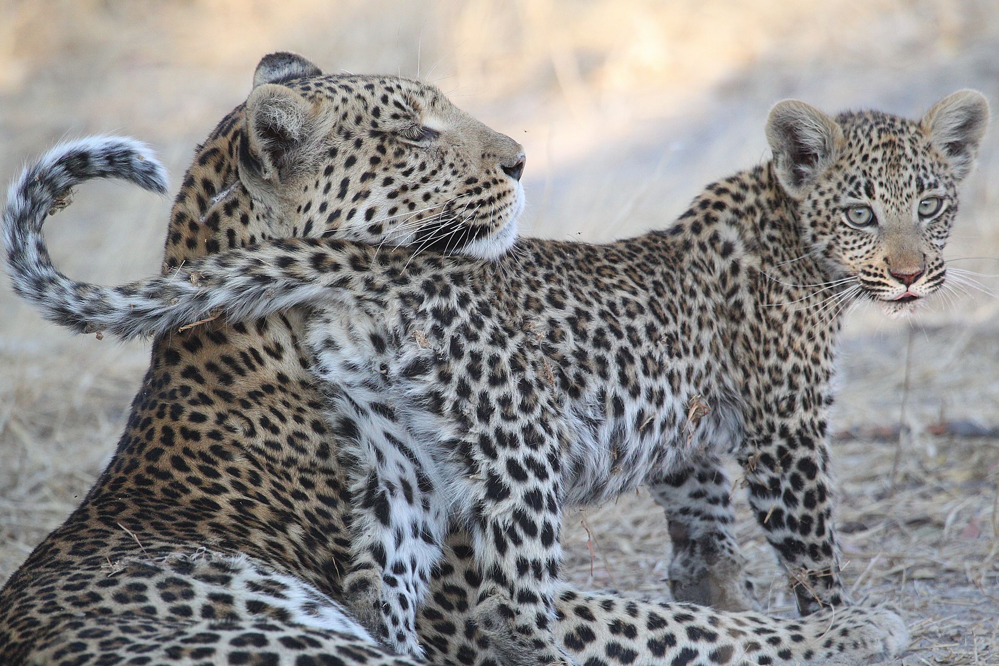 Leopard cub 3