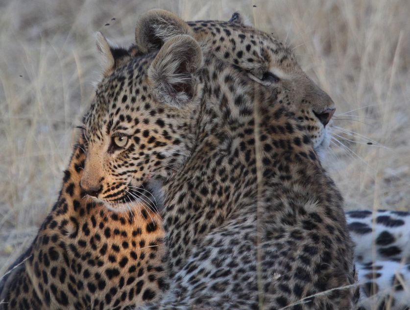 Leopard with cub 1