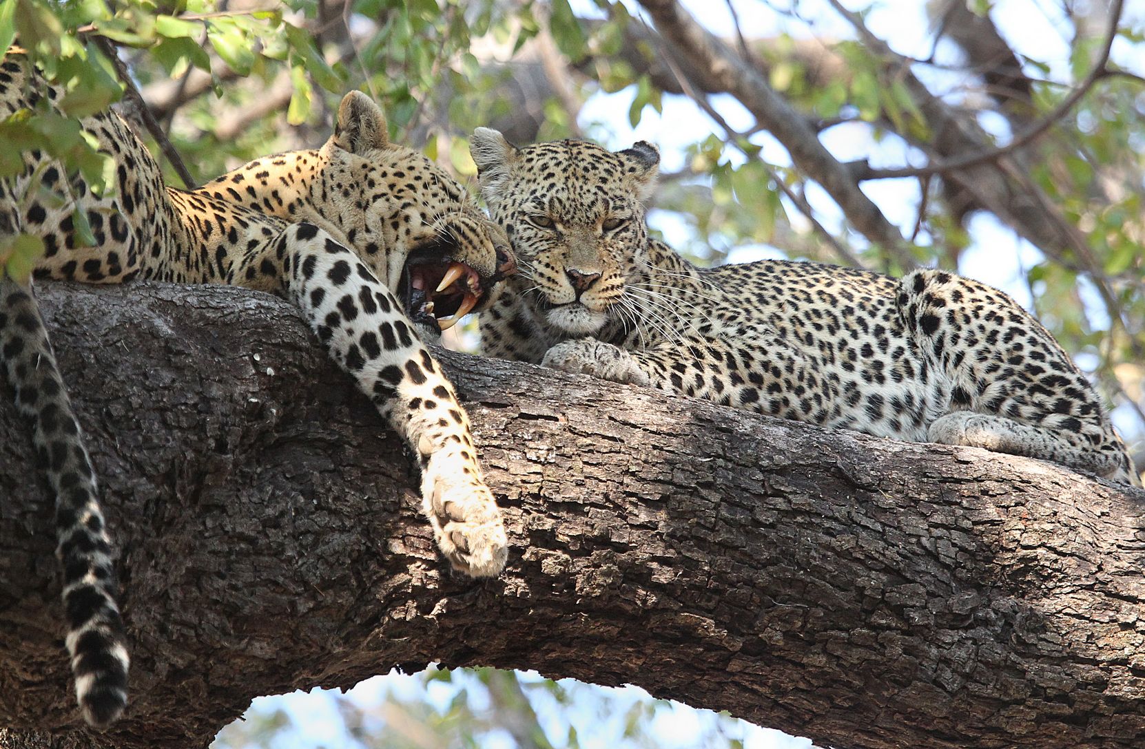 Leopards 1
