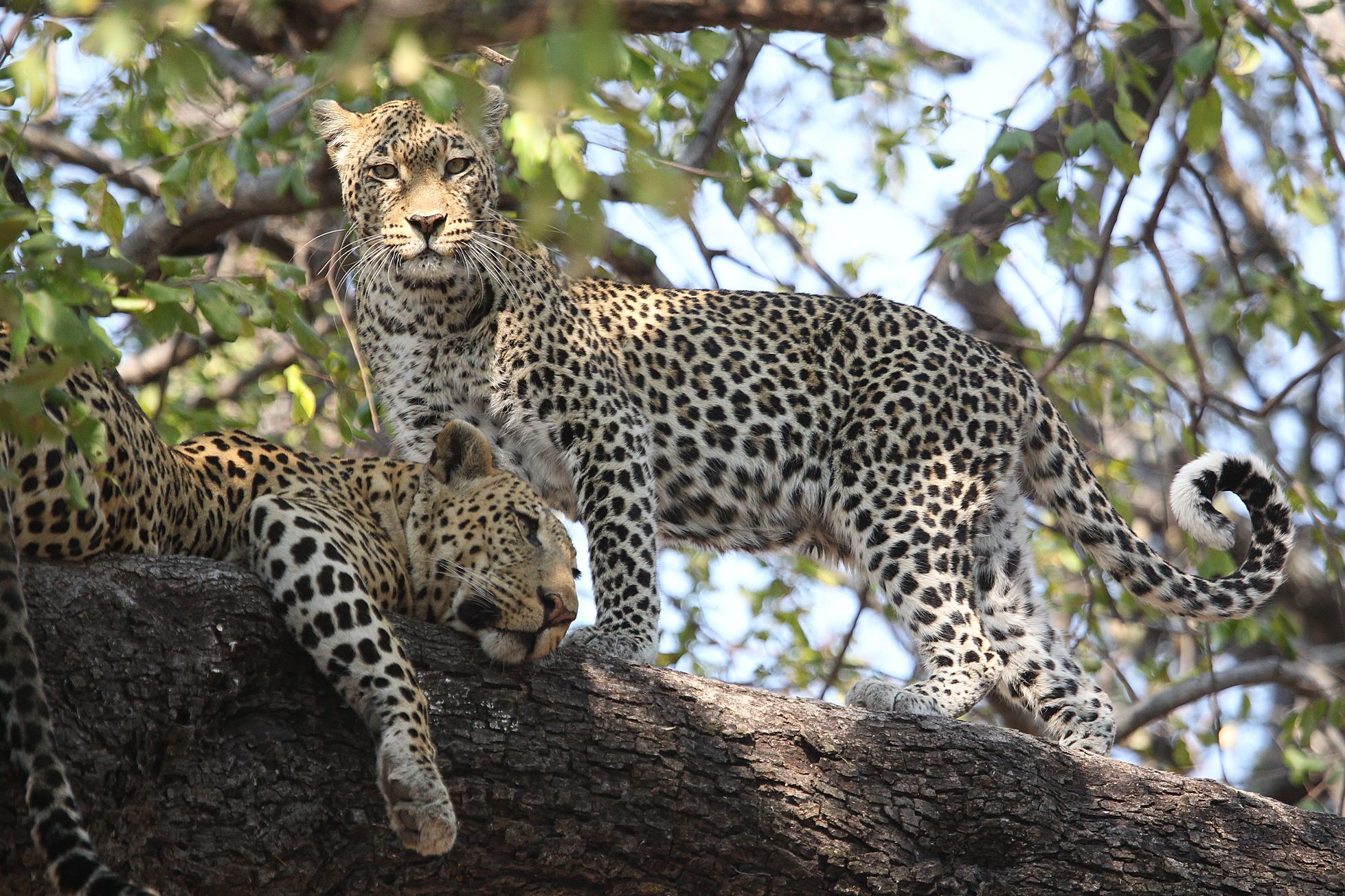 Leopards 2