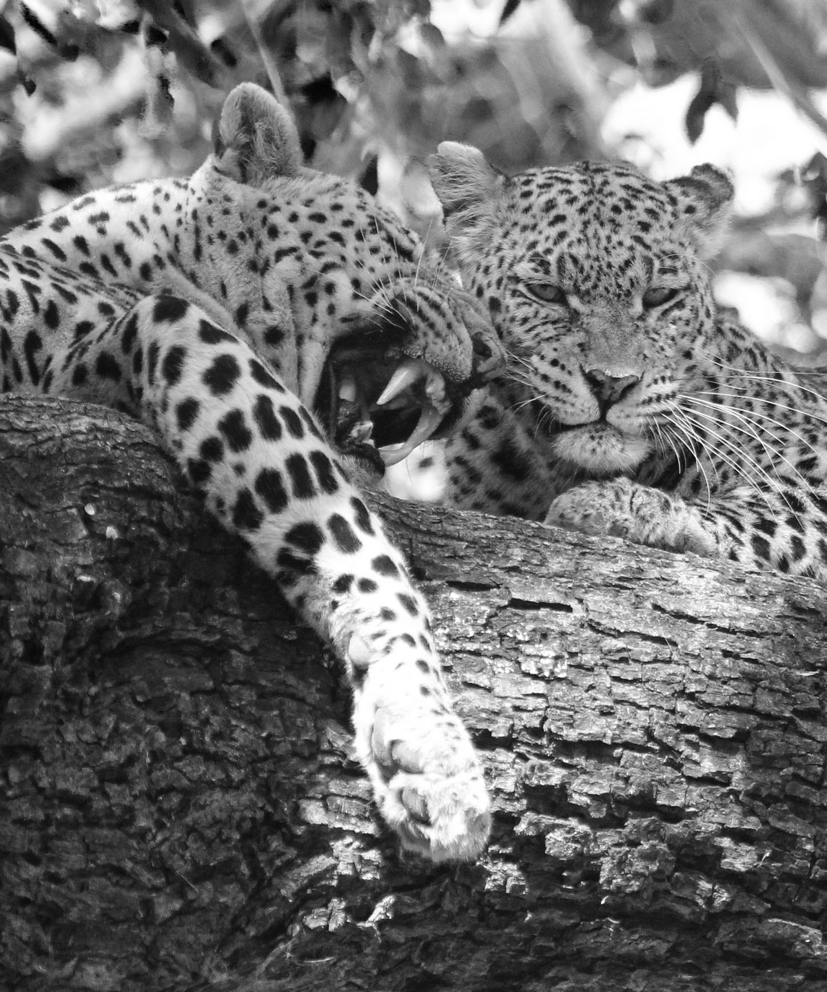 Leopards 3