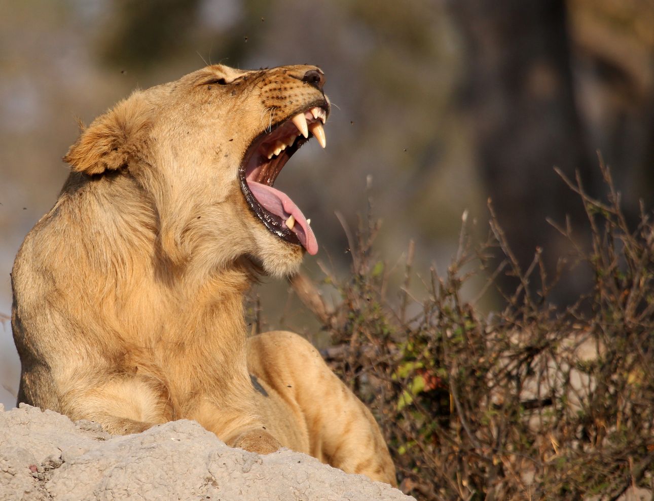 Lion 2
