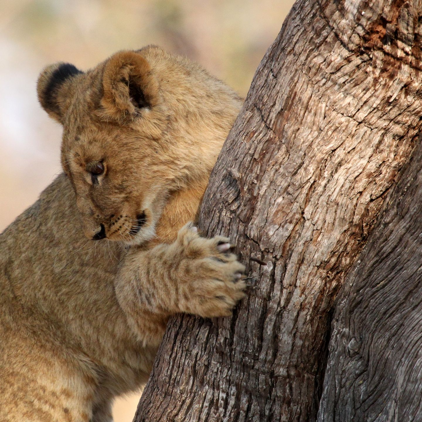 Lion cub 10