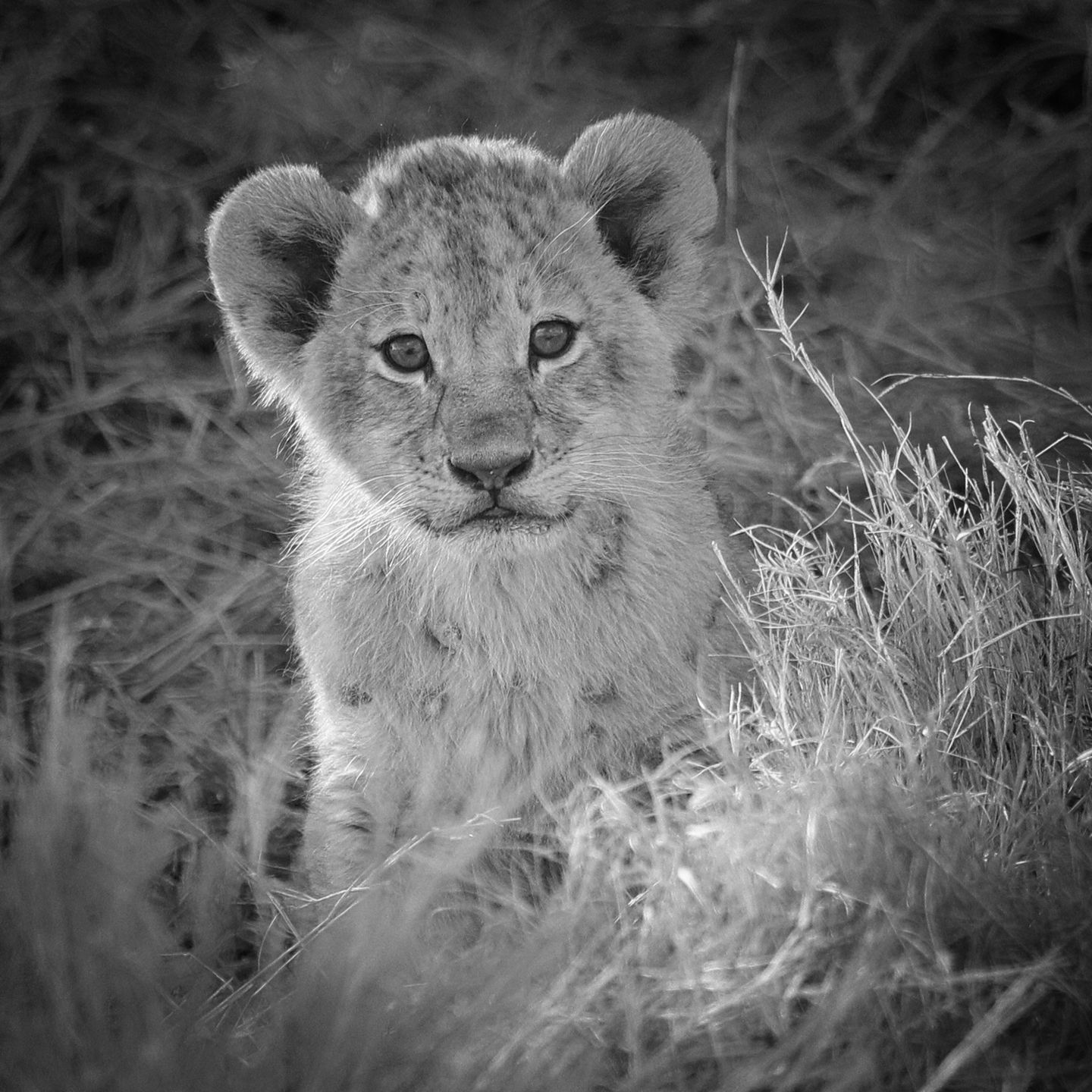 Lion cub 9