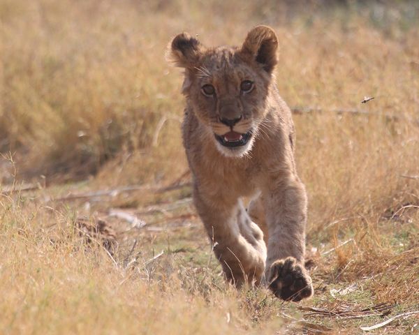 Lion cub running 1