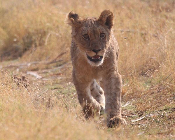 Lion cub running 2