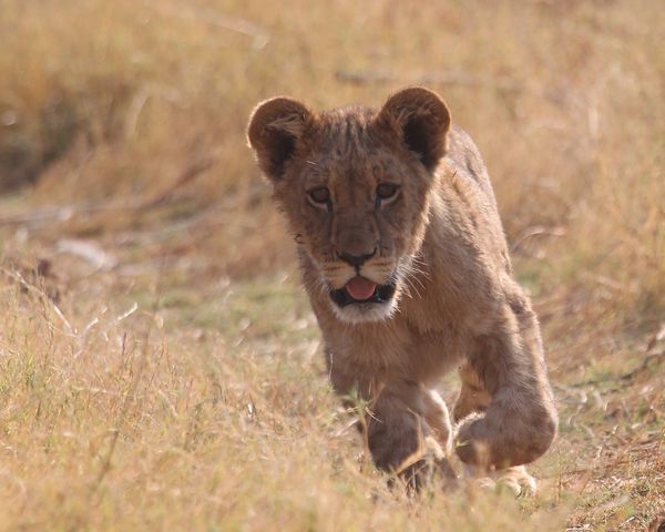 Lion cub running 3