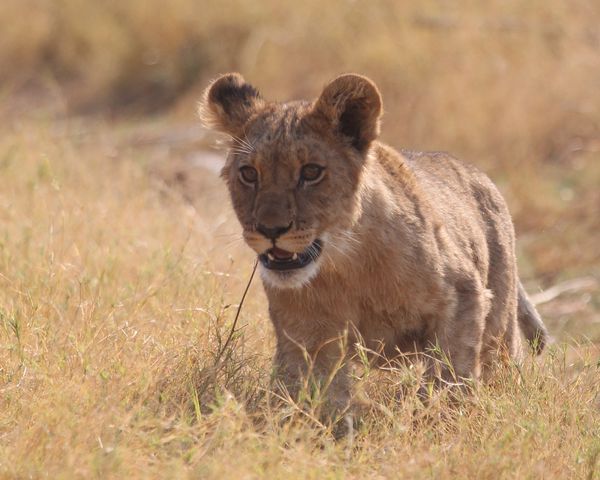 Lion cub running 4