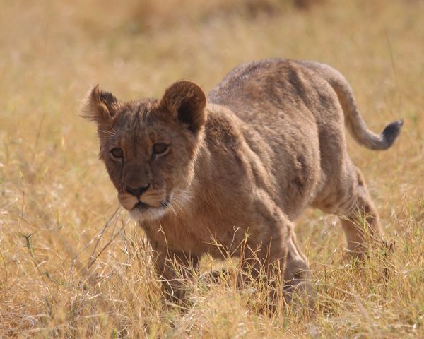 Lion cub running 5