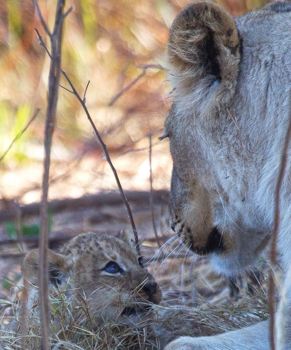 Lion cub with lioness 1