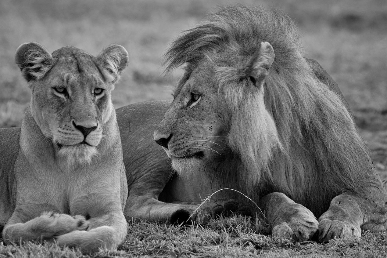 Lion-lioness 2