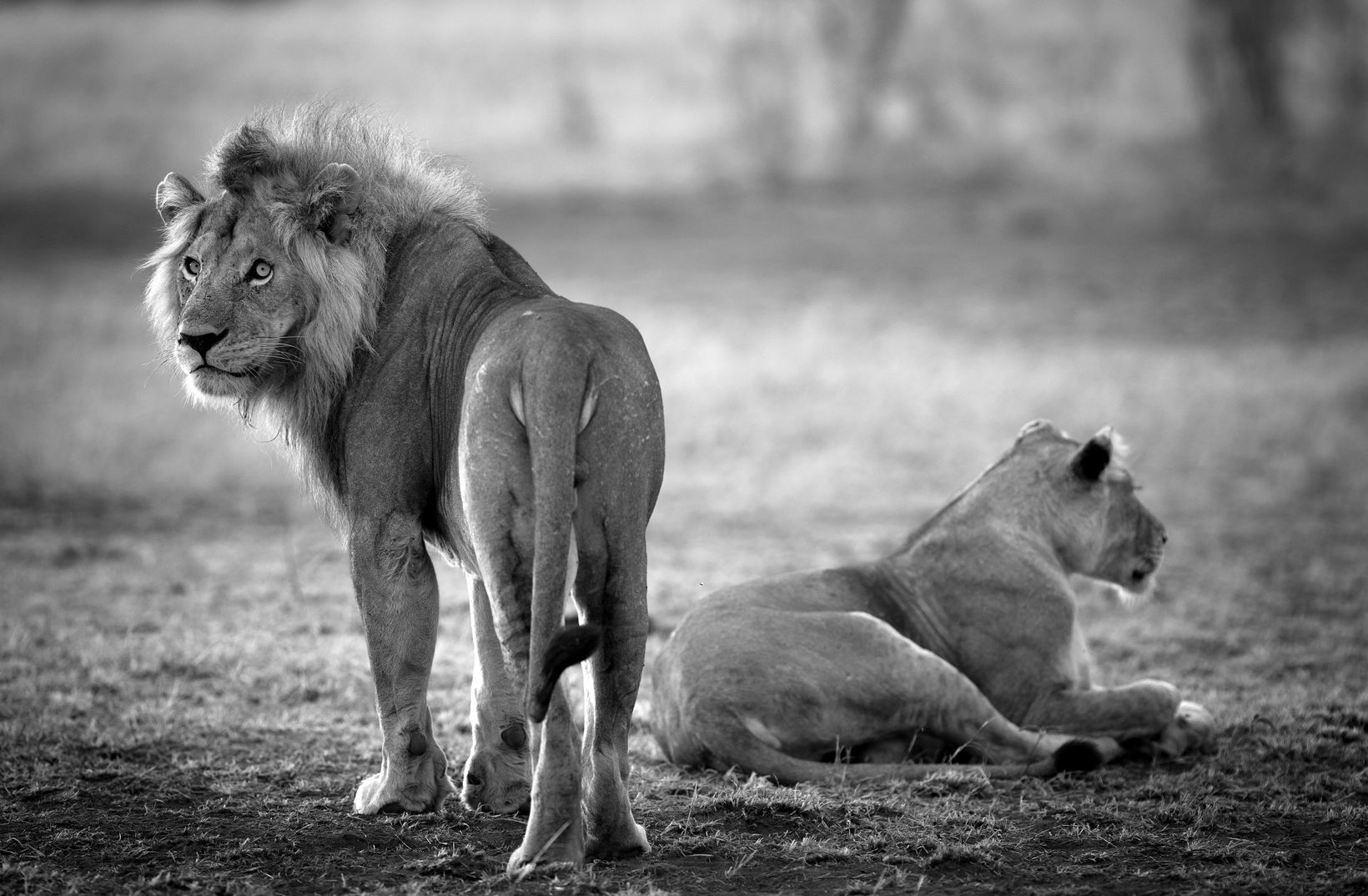 Lion-lioness 7