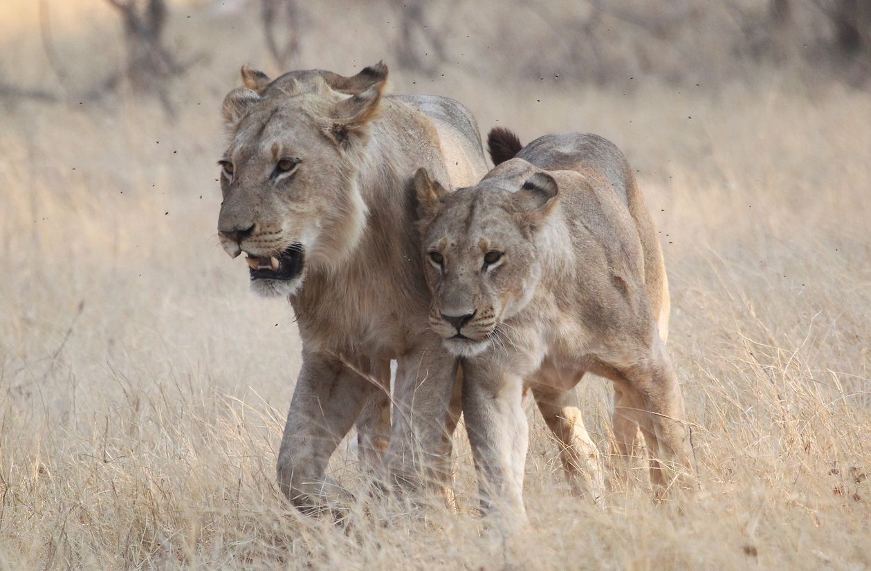 Lions 1