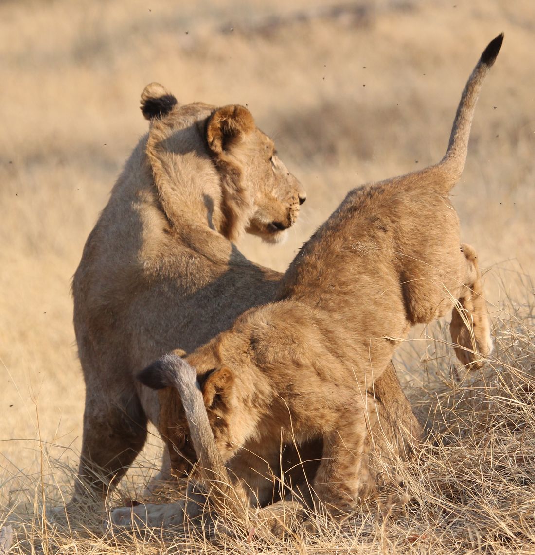 Lions playing 4