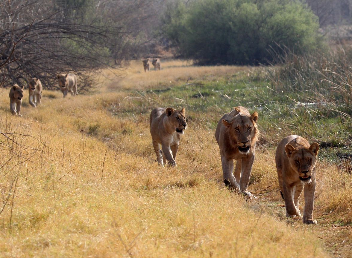 Lions walking 2