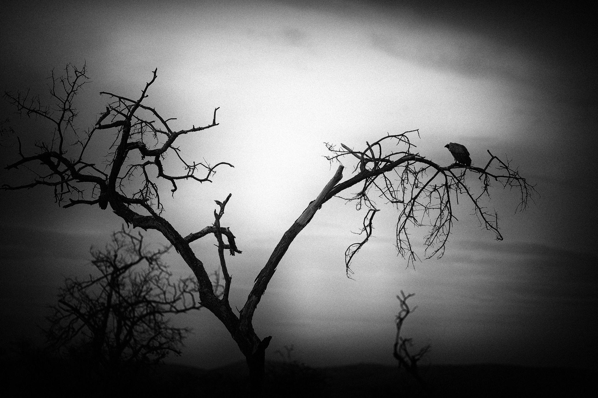 Vulture