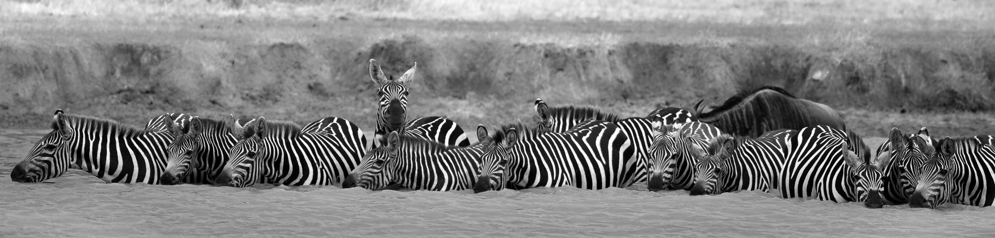 Zebras 9